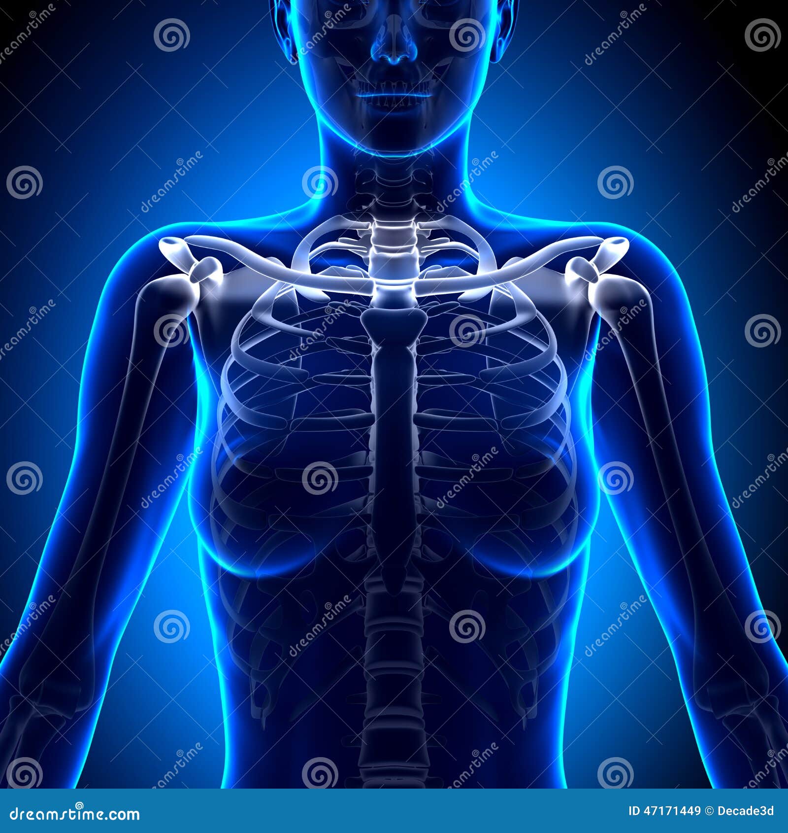 女性锁骨骨头解剖学 解剖学骨头库存例证 插画包括有锁骨 健康 肩膀 女主持人 生理 概要 女性锁骨骨头解剖学 解剖学骨头库存例证 插画包括有锁骨 健康 肩膀 女主持人 生理 概要