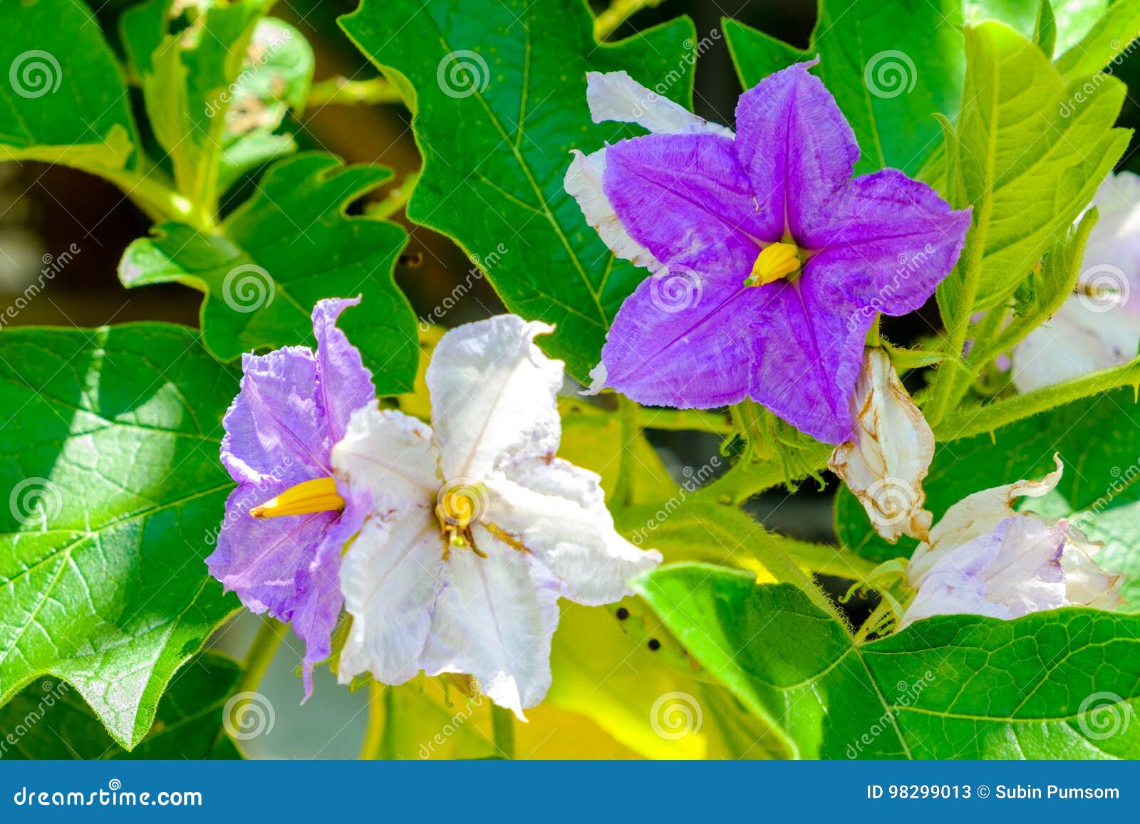 好紫色狂放茄子花开花库存图片 图片包括有