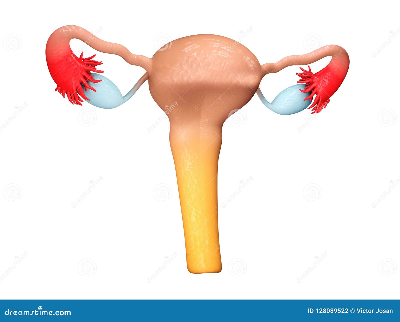 妇女的生殖器女性生殖器3d例证被隔绝的白色库存例证 插画包括有 妇女的生殖器女性生殖器3d例证被隔绝的白色库存例证 插画包括有