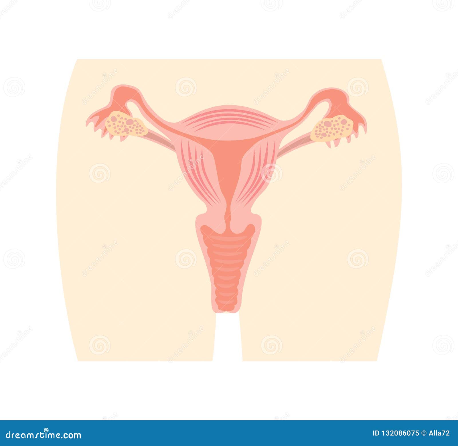 子宫和卵巢 女性生殖系统器官向量例证 插画包括有器官 图象 健康 卵巢 肥沃 查出 医学