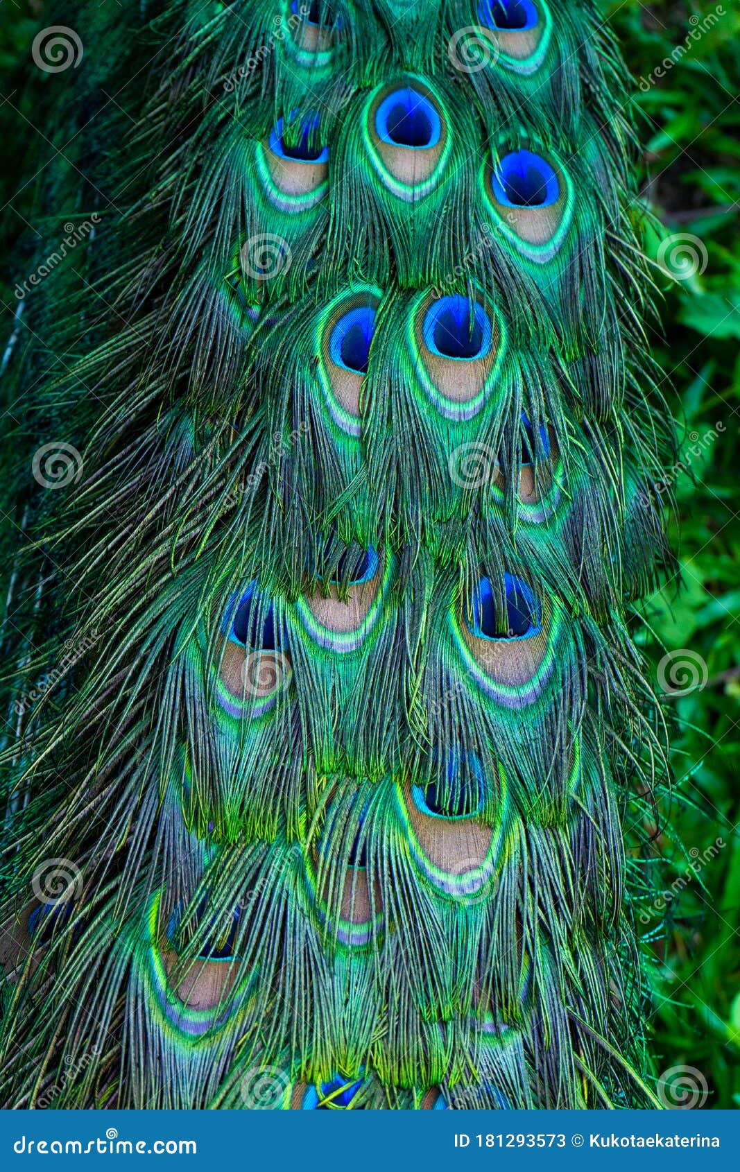 孔雀尾巴的特写孔雀尾羽自然色彩库存图片 图片包括有绿色 孔雀 男性 庄严 模式 背包