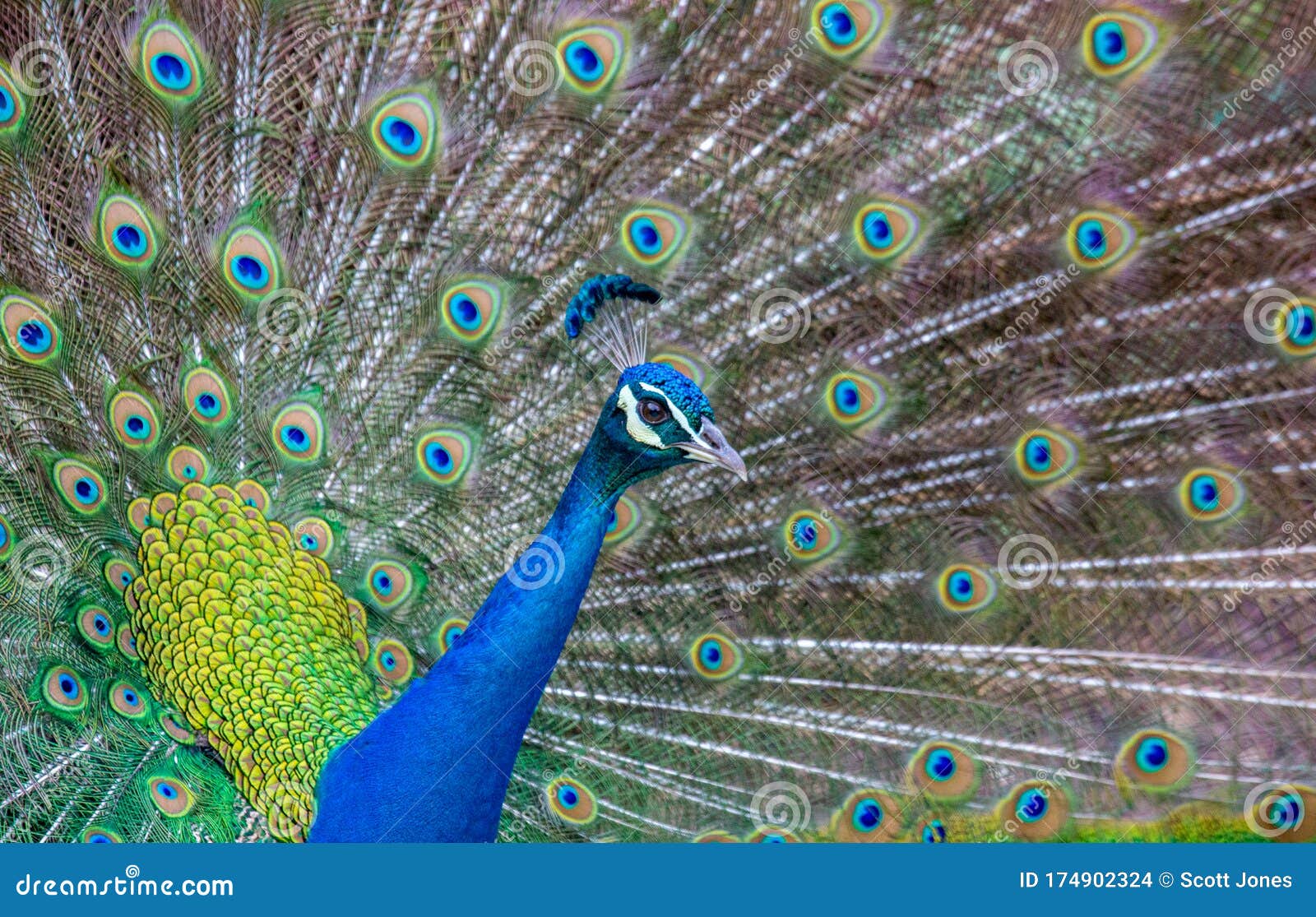 孔雀羽毛库存照片 图片包括有全身羽毛 结构树 男性 希望 显示 他的 吸引的 孔雀