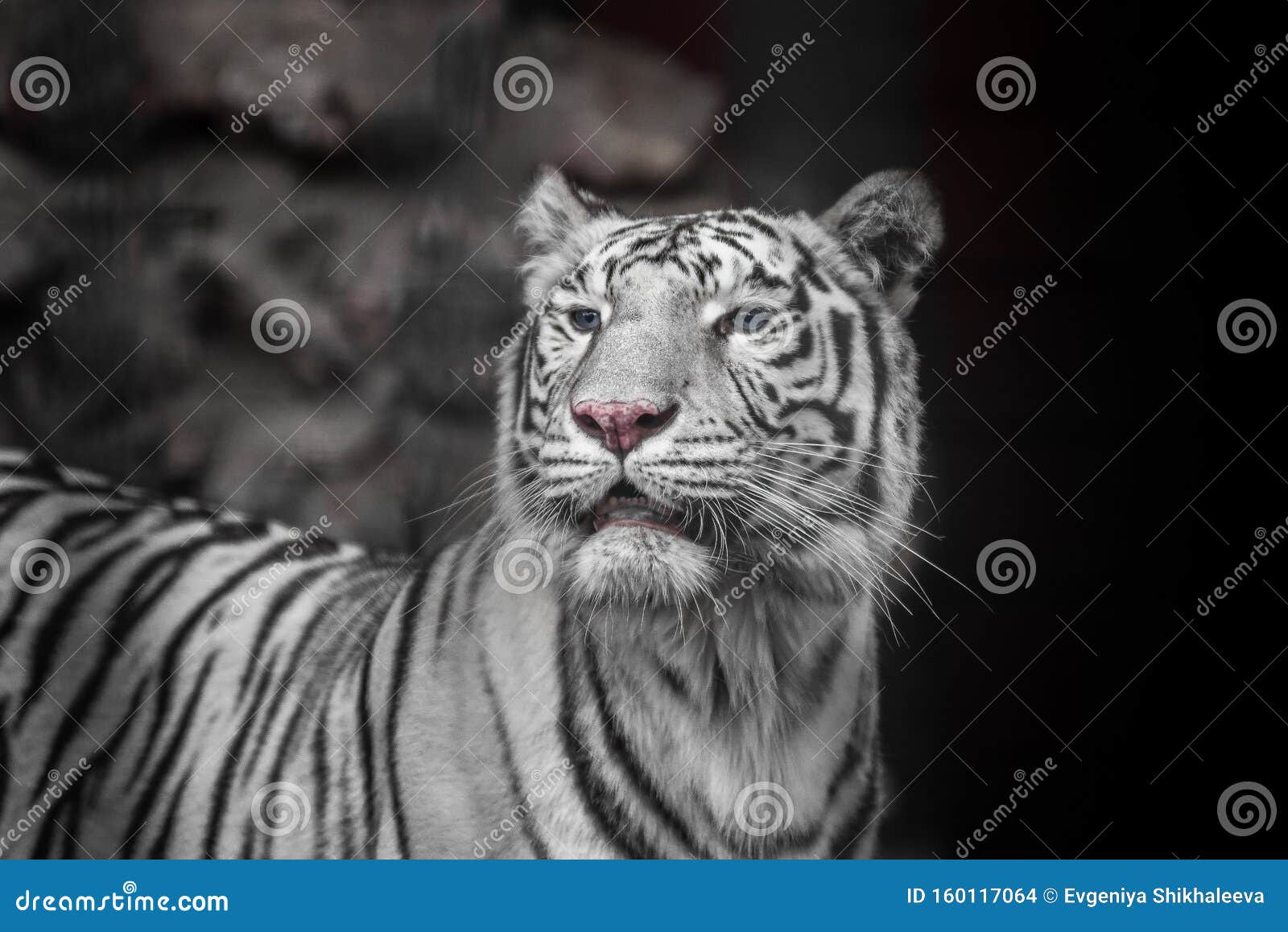 孟加拉虎美女白虎库存照片 图片包括有哺乳动物 眼睛 敌意 查找 耳朵 高雅 查出