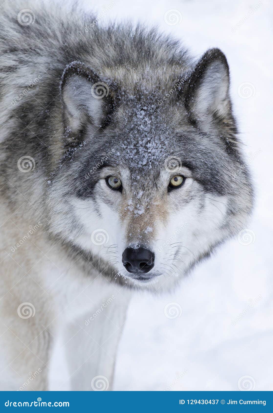 孤立北美灰狼或灰狼在白色背景隔绝的天狼犬座走在冬天雪在加拿大库存图片 图片包括有
