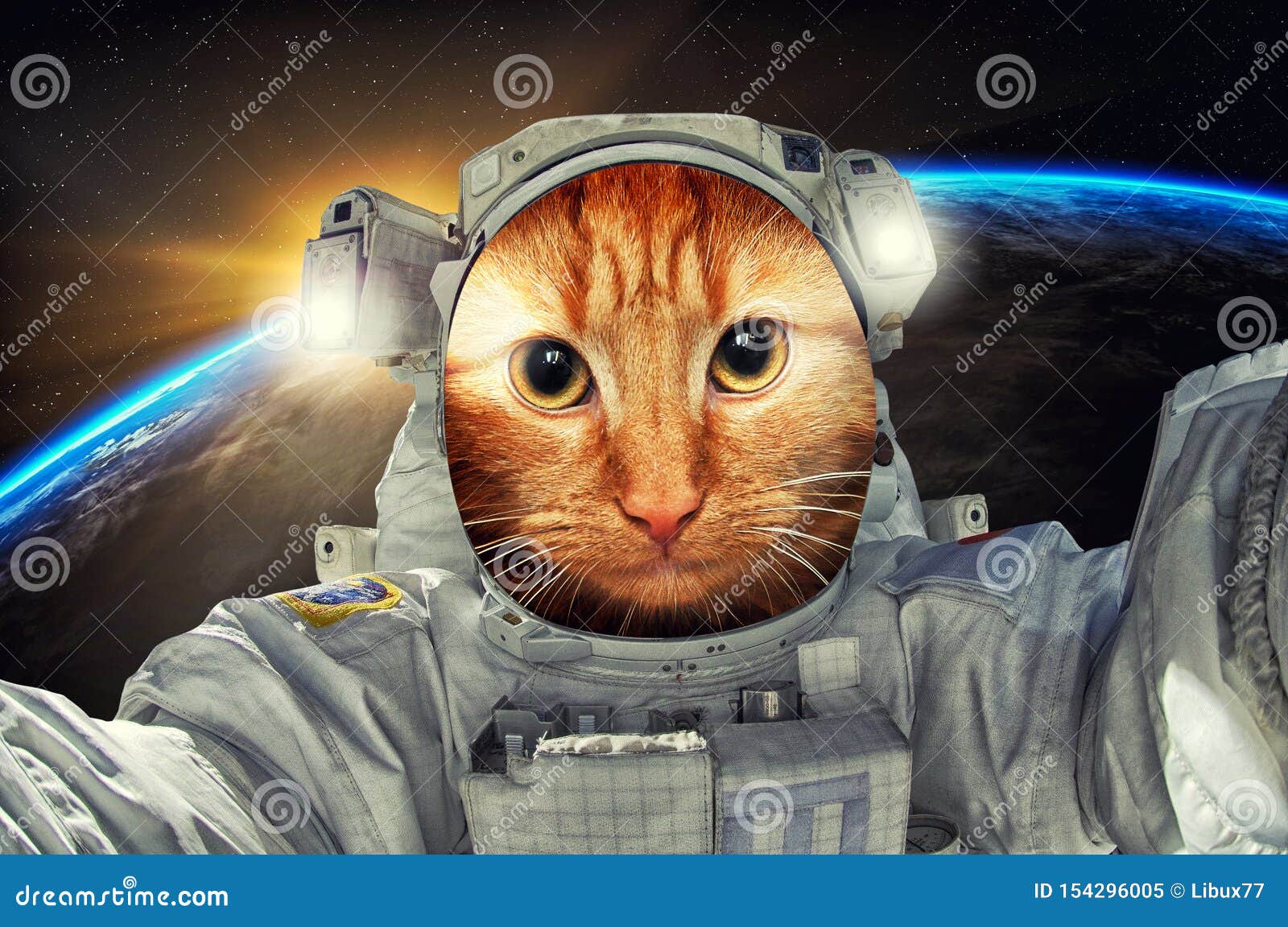 宇宙中的猫宇航员或宇航员肖像库存图片 图片包括有