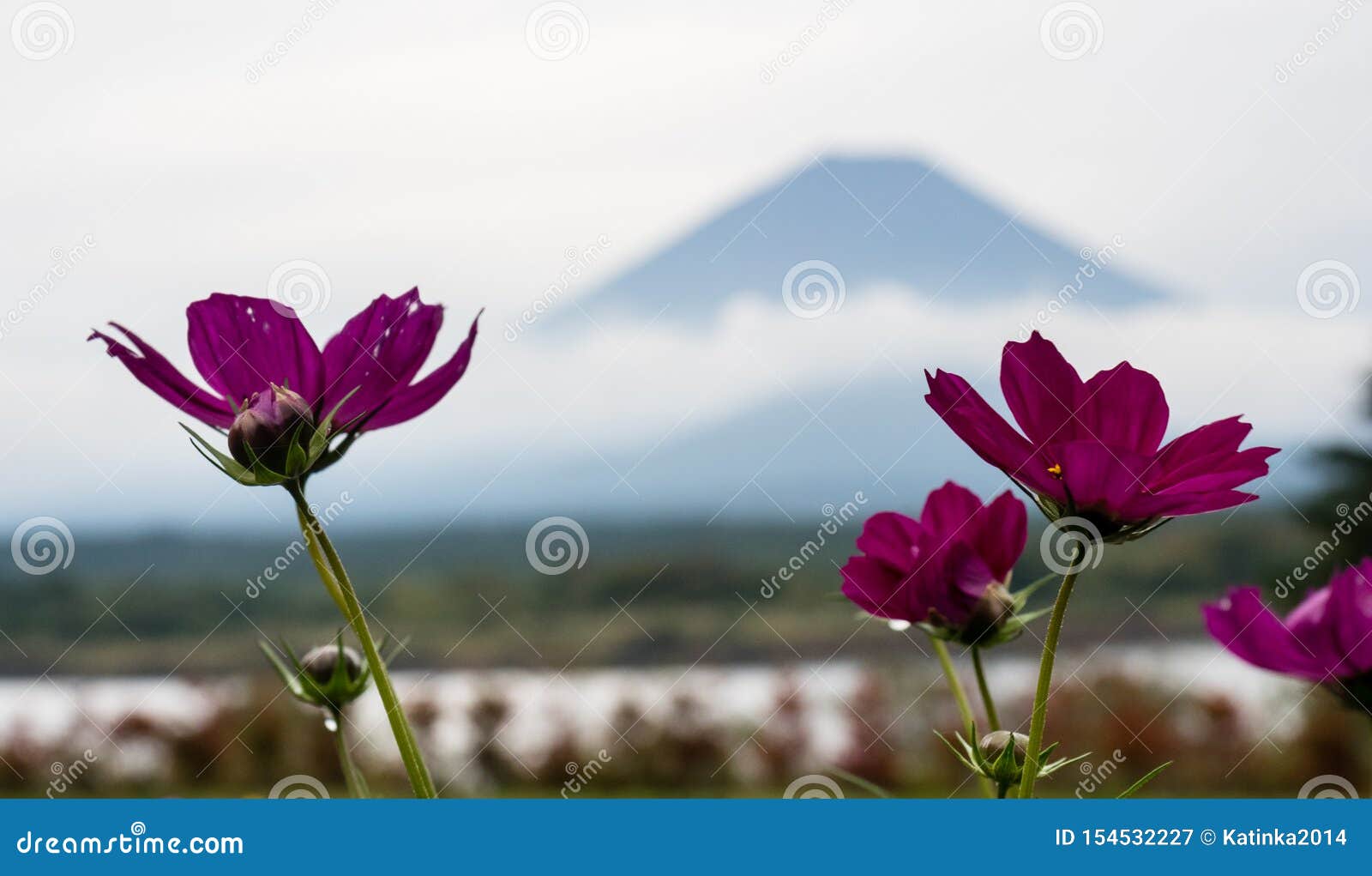 宇宙花与富士山的轮廓库存图片 图片包括有 宇宙花与富士山的轮廓库存图片 图片包括有