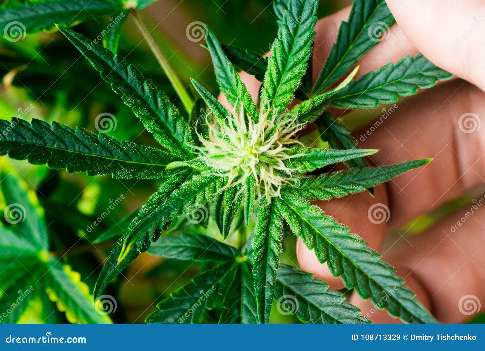 宏观花a小宏观花美丽的宏观花大麻植物在植被阶段库存图片 图片包括有宏观花a小宏观花美丽的宏观花大麻植物在植被阶段