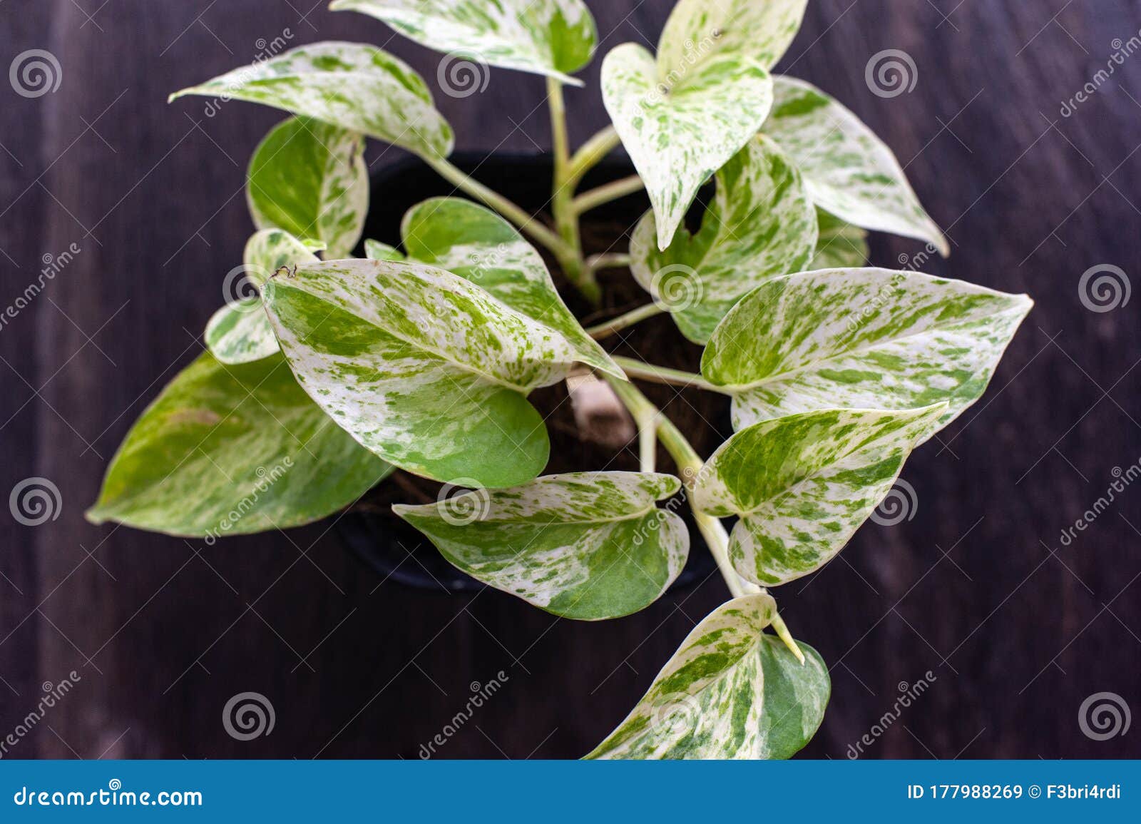 室内屋内植物大理石皇后库存图片 图片包括有玻色子 密林 醉汉 庭院 叶子 常青树 灌木 室内屋内植物大理石皇后库存图片 图片包括有玻色子 密林 醉汉 庭院 叶子 常青树 灌木