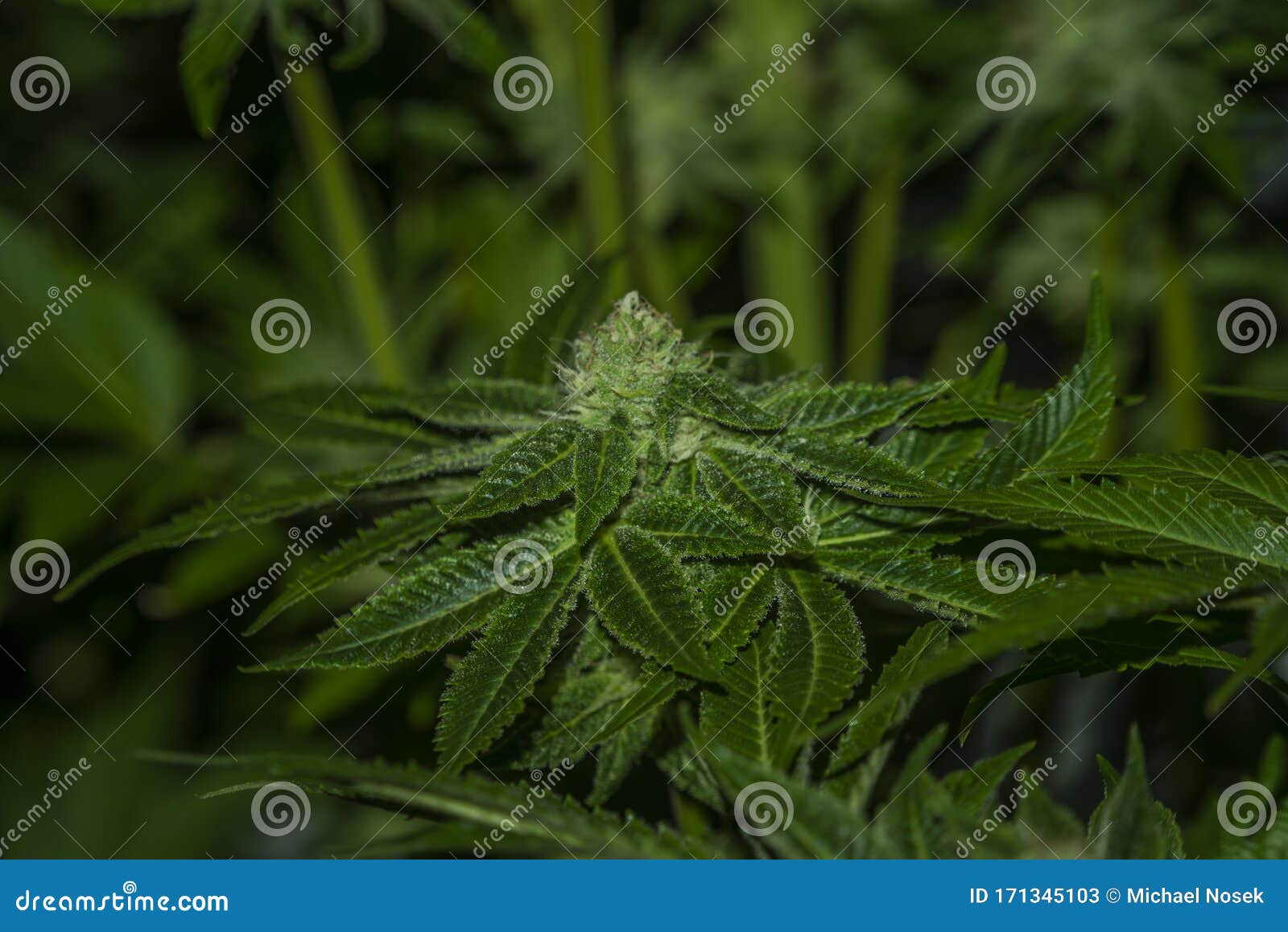 室内帐篷水培法大麻曲奇库存图片 图片包括有合法化 文化 宏指令 健康 自然 叶子 法国 室内帐篷水培法大麻曲奇库存图片 图片包括有合法化 文化 宏指令 健康 自然 叶子 法国