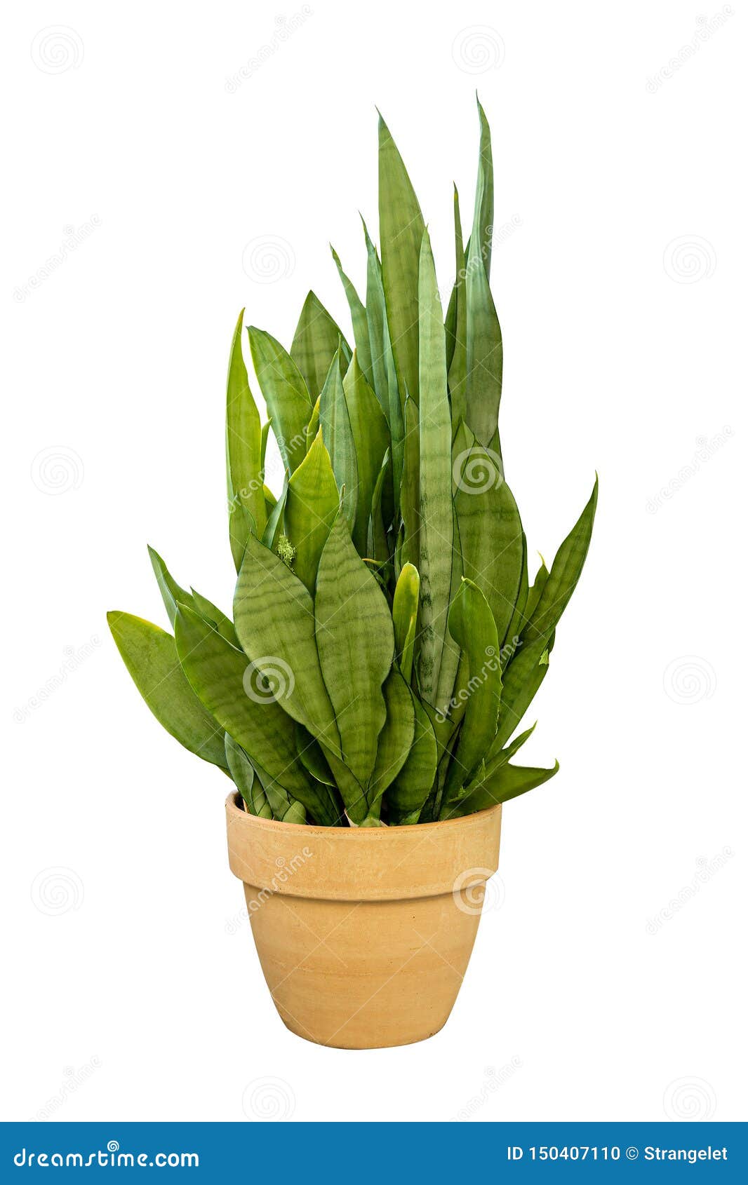 室内植物在白色隔绝的棕色罐的蛇植物库存照片 图片包括有装饰 盆栽 常青树 自然 舌头 室内植物 室内植物在白色隔绝的棕色罐的蛇植物库存照片 图片包括有装饰 盆栽 常青树 自然 舌头 室内植物