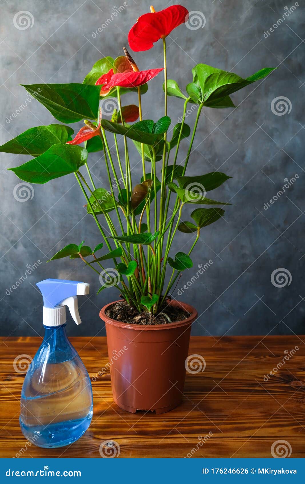 室内植物护理概念盆栽花安土母植物木桌瓶喷器浇水和空气润湿库存照片 图片包括有从事园艺 家庭 室内植物护理概念盆栽花安土母植物木桌瓶喷器浇水和空气润湿库存照片 图片包括有从事园艺 家庭
