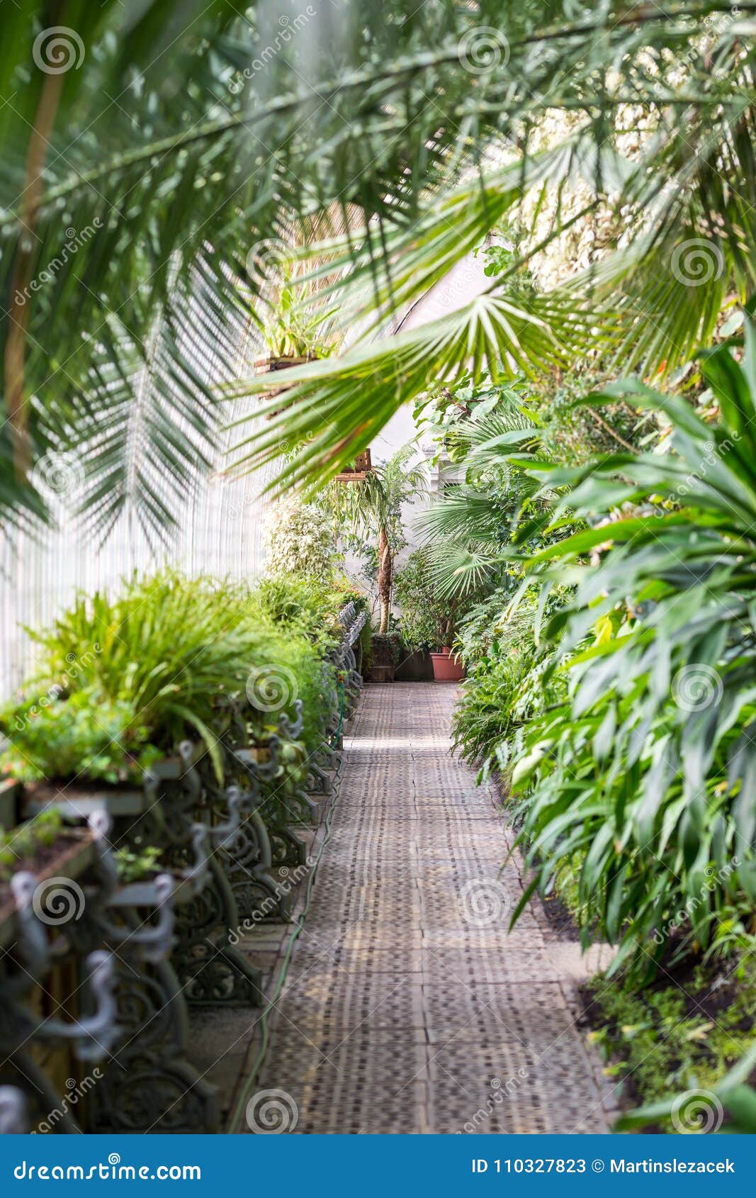 室内温室lednice城堡新鲜的植物 热带密林和棕榈库存图片 图片包括有本质 叶子