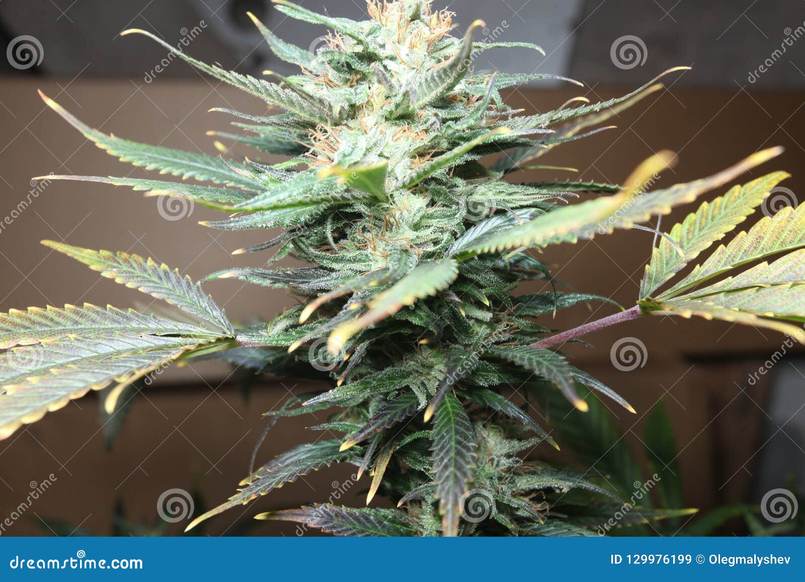室内生长大麻花开花的医疗大麻植物库存图片 图片包括有