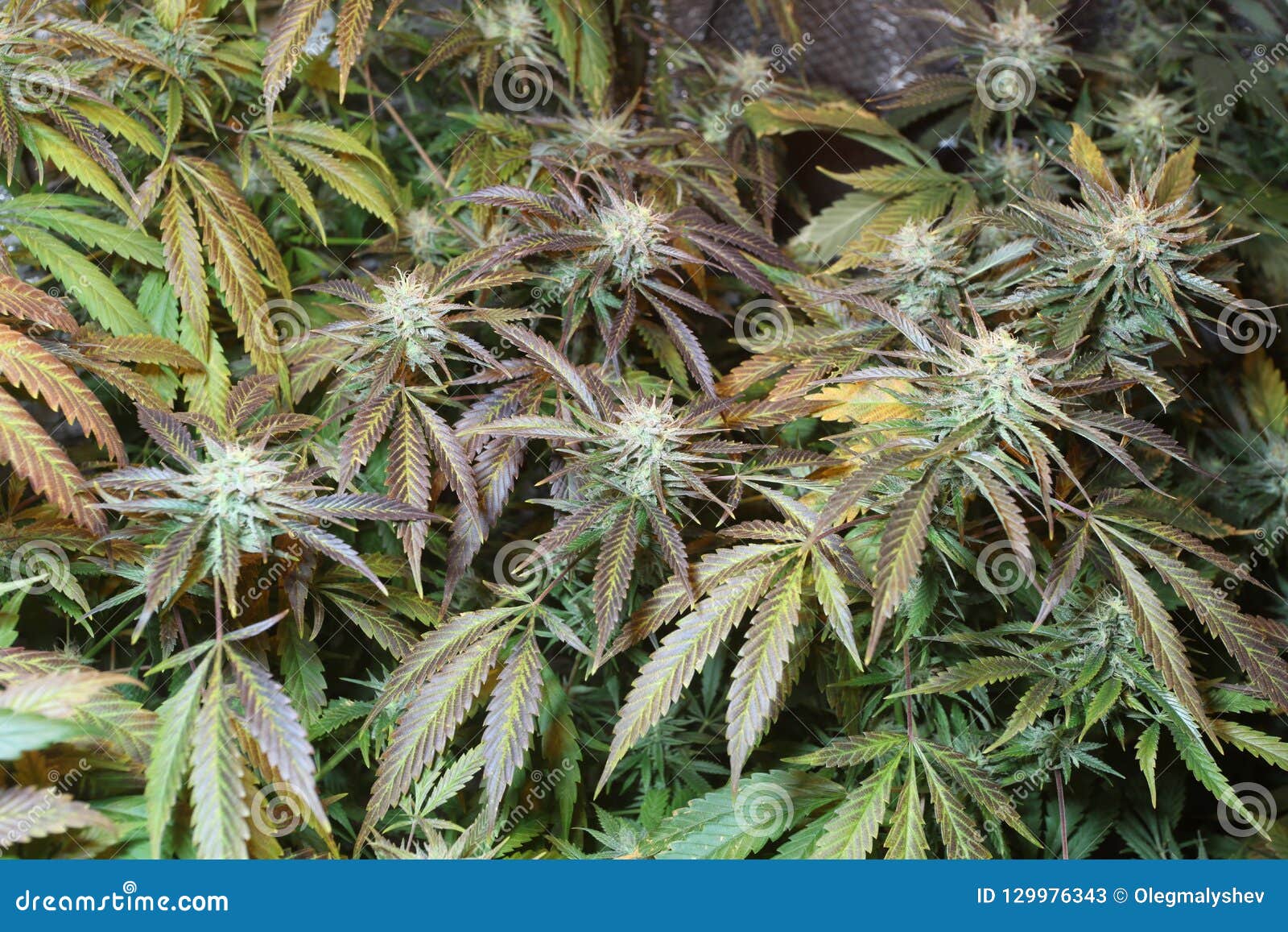室内生长大麻花开花的医疗大麻植物库存图片 图片包括有药物 宏指令 上瘾 健康 腐烂 生长