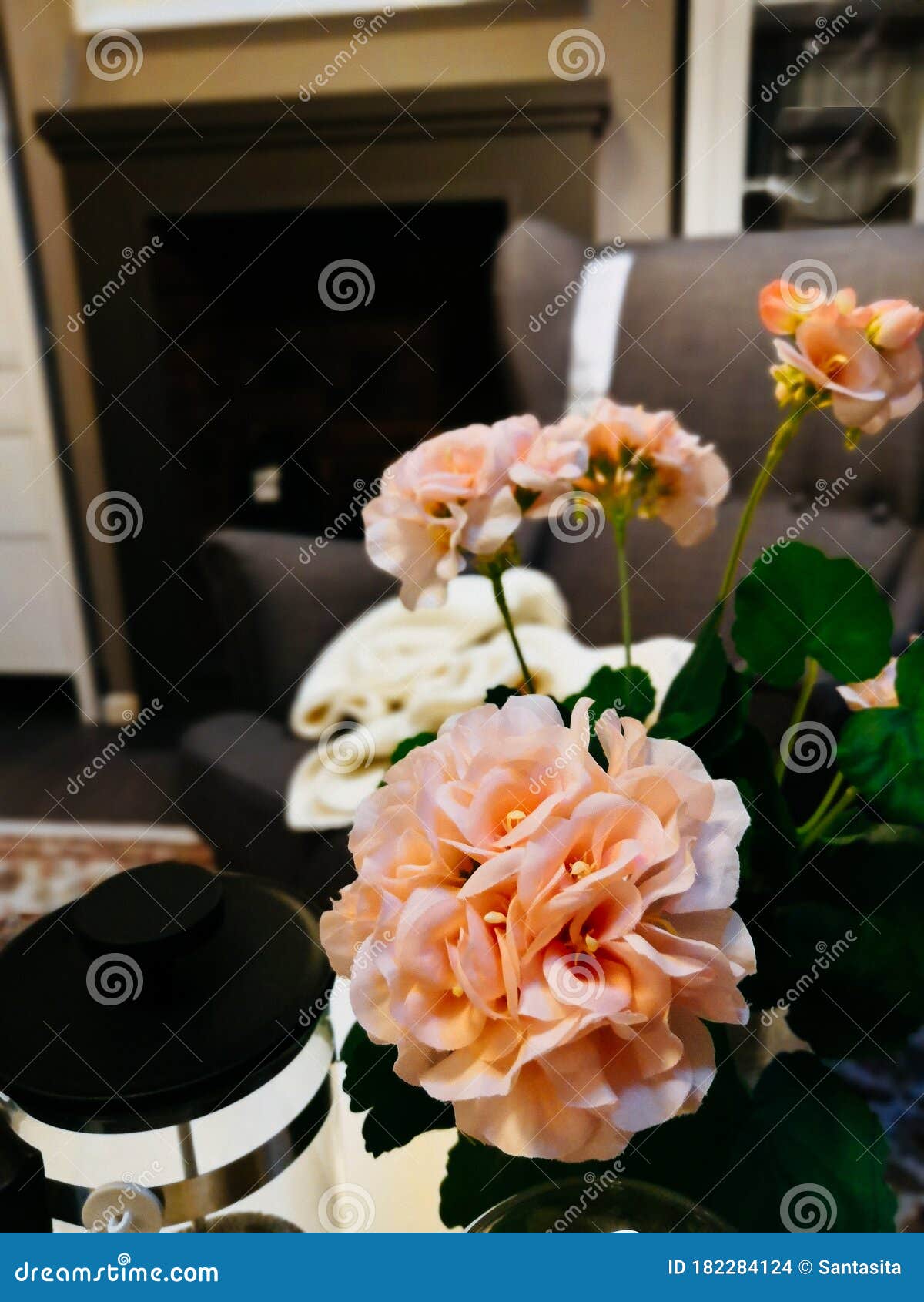 室内盆栽植物库存照片 图片包括有设计 房子 格朗基 装饰 模式 抽象 室内植物 家庭