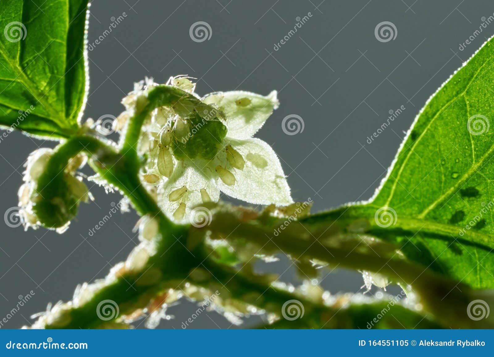 害虫 蚜虫 植物的芽果 花朵上的蜘蛛螨被恶意昆虫攻击的胡椒库存图片 图片包括有被恶意昆虫攻击的胡椒 害虫 蚜虫 植物的芽果 花朵上的蜘蛛螨