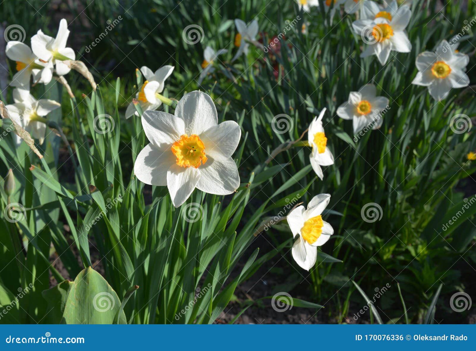 家中春花床上的水仙花 水仙库存照片 图片包括有新鲜 视图 叶子 模式 庭院 水仙 花瓣