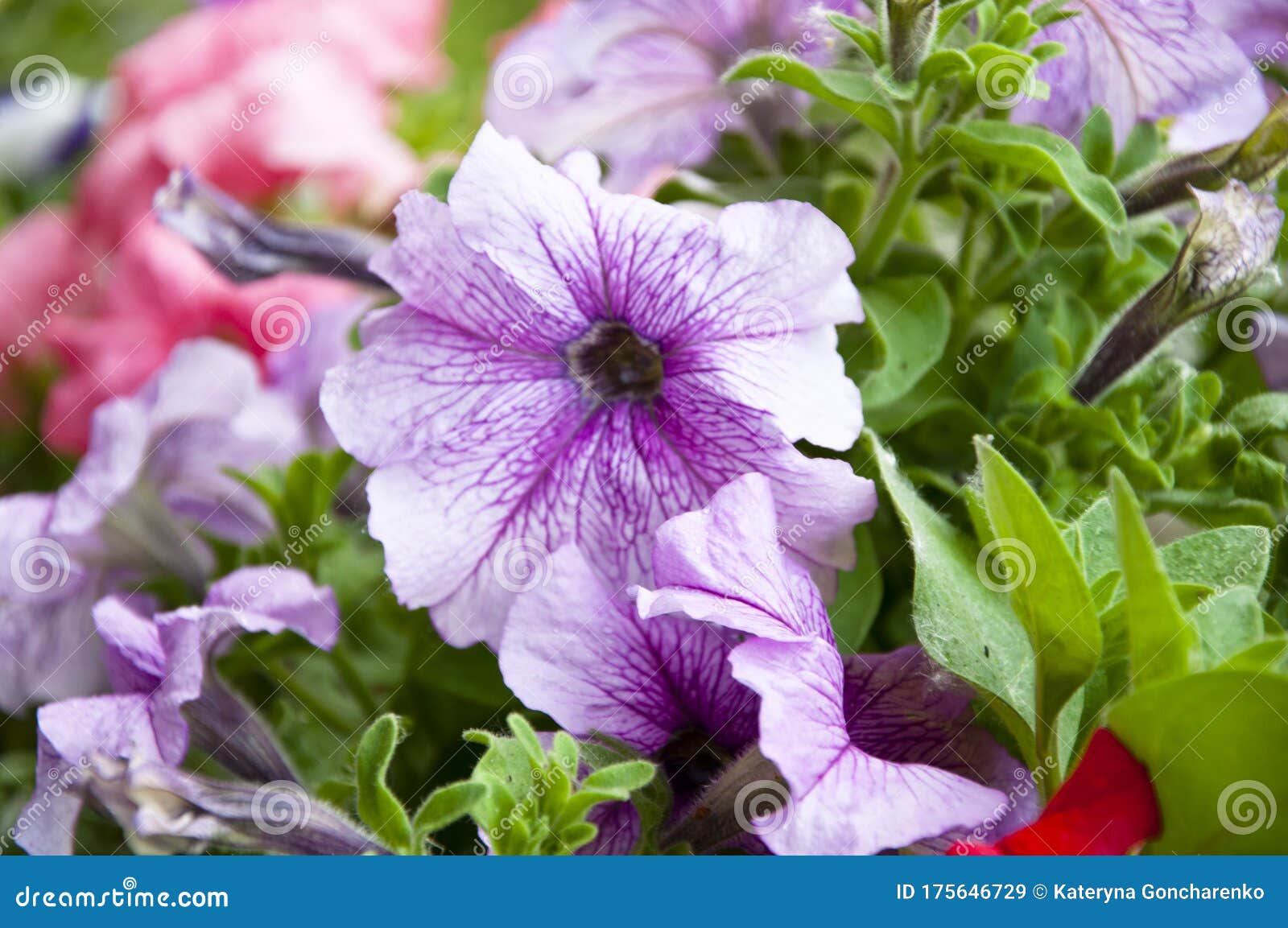 家居植物粉红的花瓣开花矮牵牛鲜艳的紫色花夏季的花春库存图片 图片包括有字段 开花