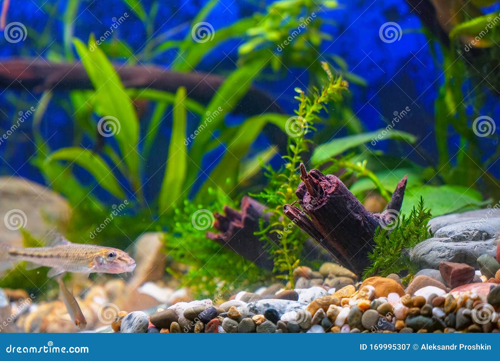 家居装饰水族箱中的绿色植物 鼻子和貂库存图片 图片包括有家庭 水生 工厂 业余爱好 对象