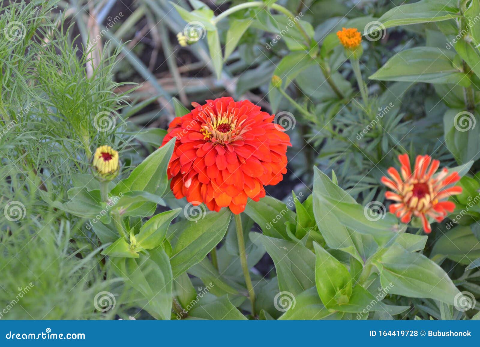 家庭花园 花床房子 田地 农场 村庄zinnia 一种年草和多年草属库存照片 图片包括有照亮 自治权