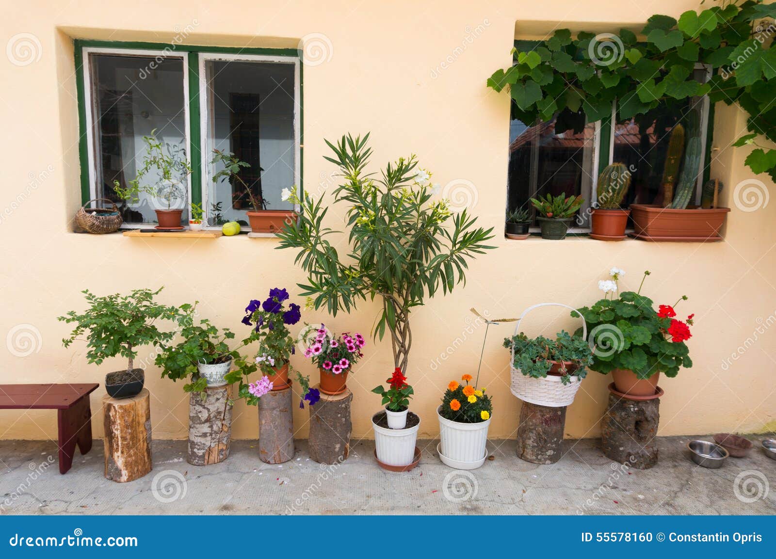 家庭花盆装饰库存照片 图片包括有不同 工厂 植被 附加 装饰 五颜六色 家庭 结构树