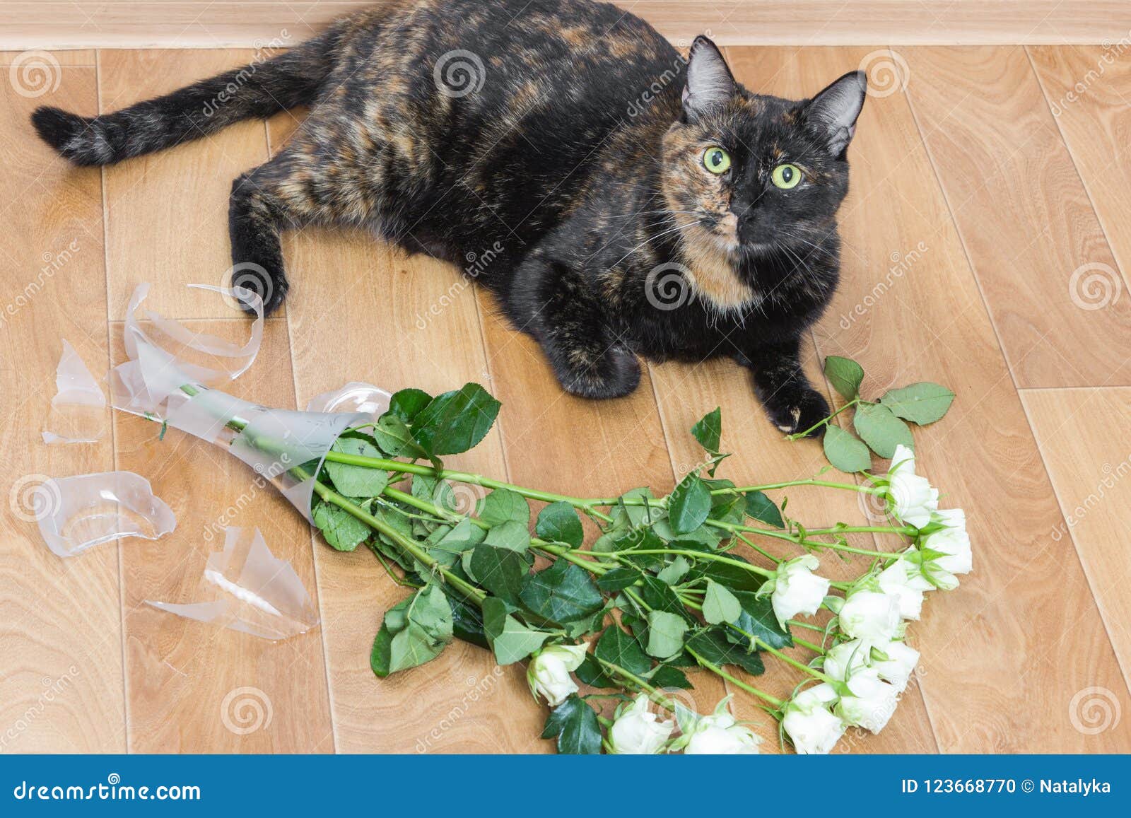 家猫被投下的和打破的玻璃花瓶花库存照片 图片包括有 家猫被投下的和打破的玻璃花瓶花库存照片 图片包括有