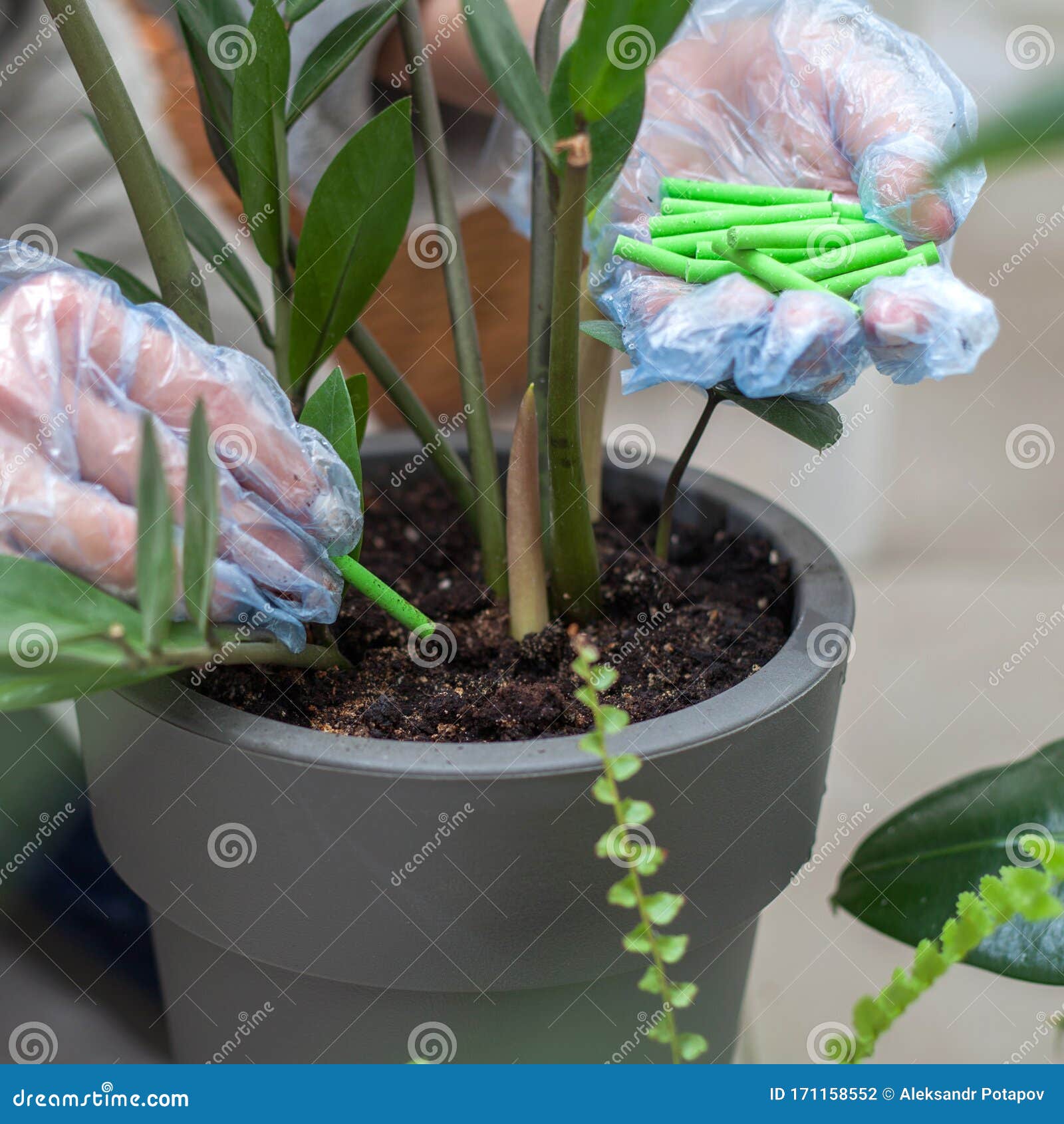 家用植物肥料用手套将肥料投入花土库存照片 图片包括有卖花人 增长 温室 人们 庭院 家庭