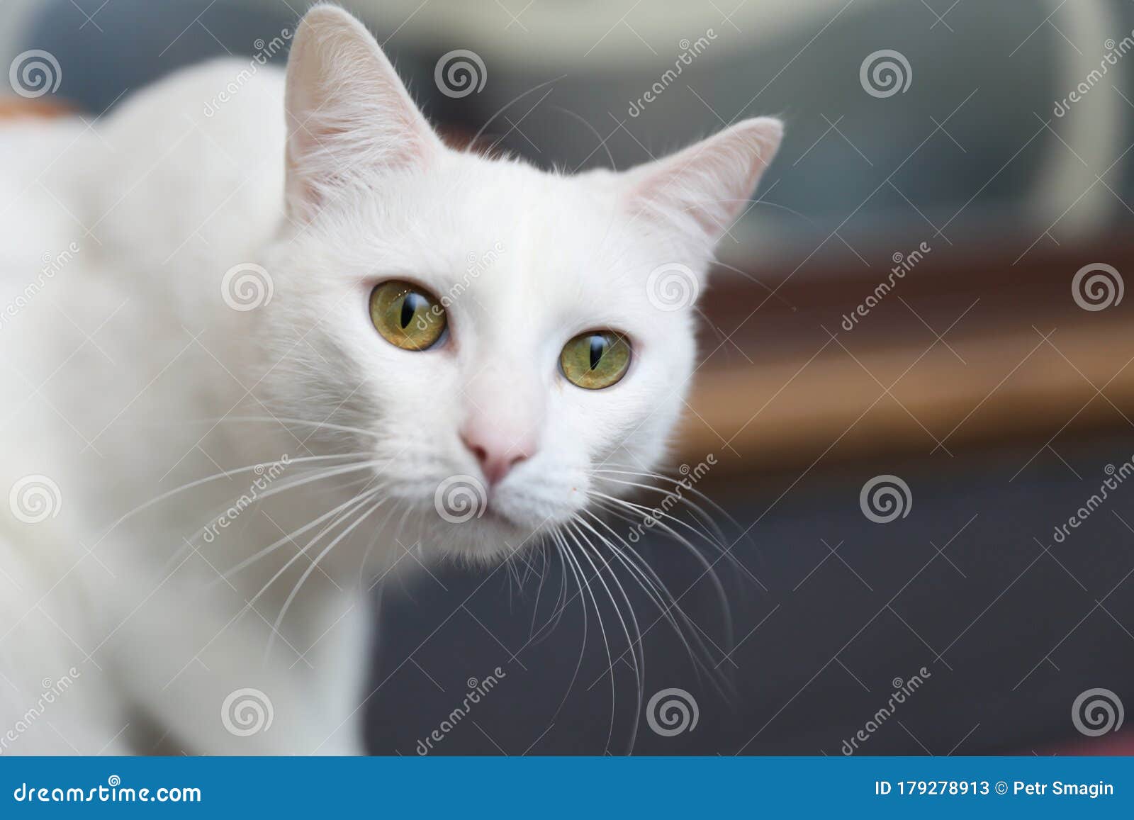 家白猫画像库存图片 图片包括有家白猫画像