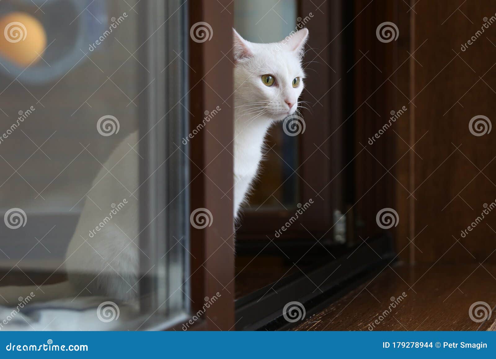家白猫画像库存照片 图片包括有家白猫画像