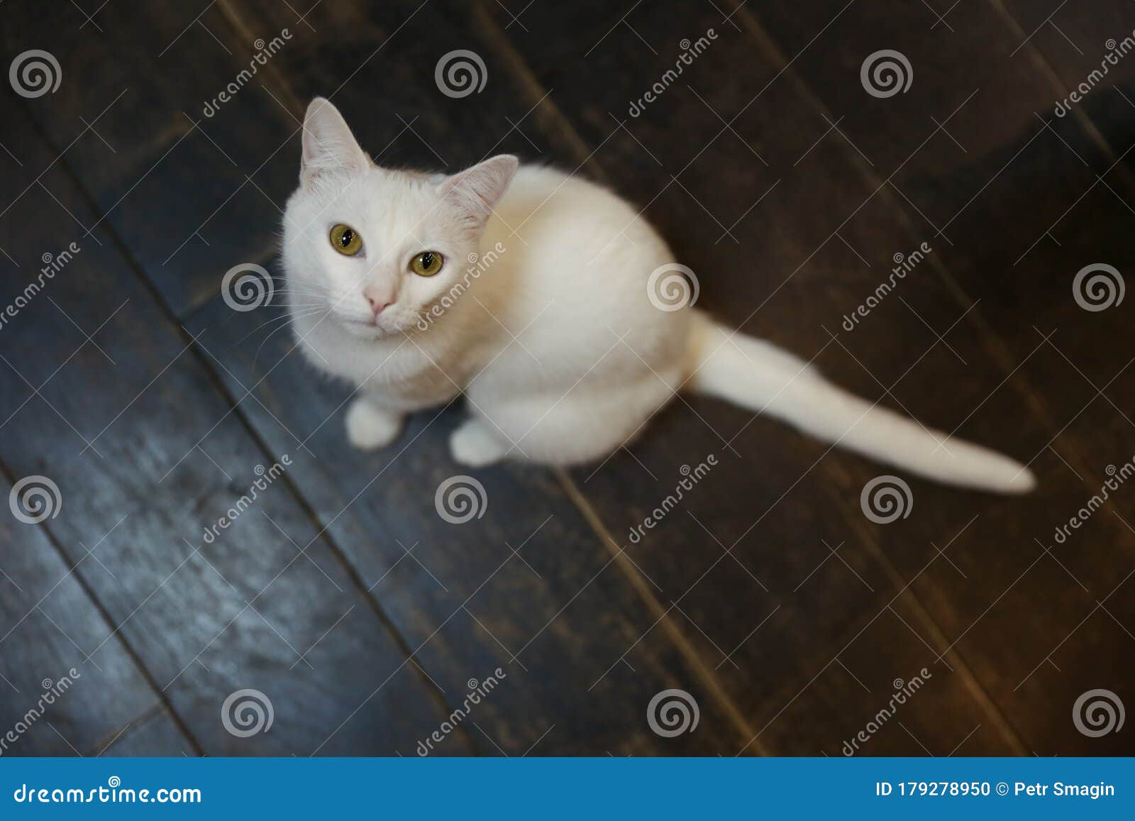 家白猫画像库存照片 图片包括有家白猫画像