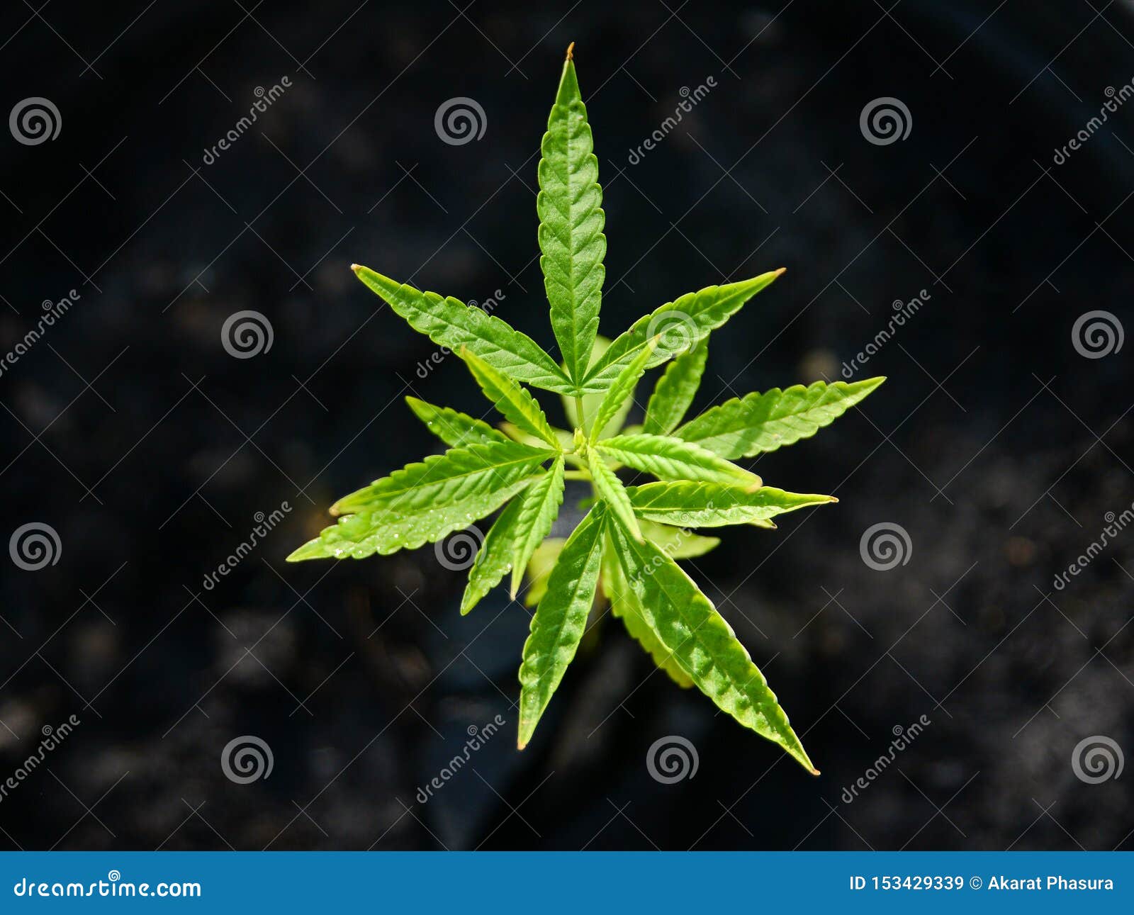 家种的大麻 大麻生长在花盆的 漂白亚麻纤维的大麻库存图片 图片包括有