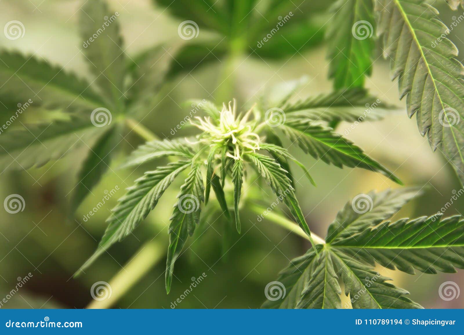 家种的大麻在花盆的大麻开花的大麻植物本质上库存照片 图片包括有