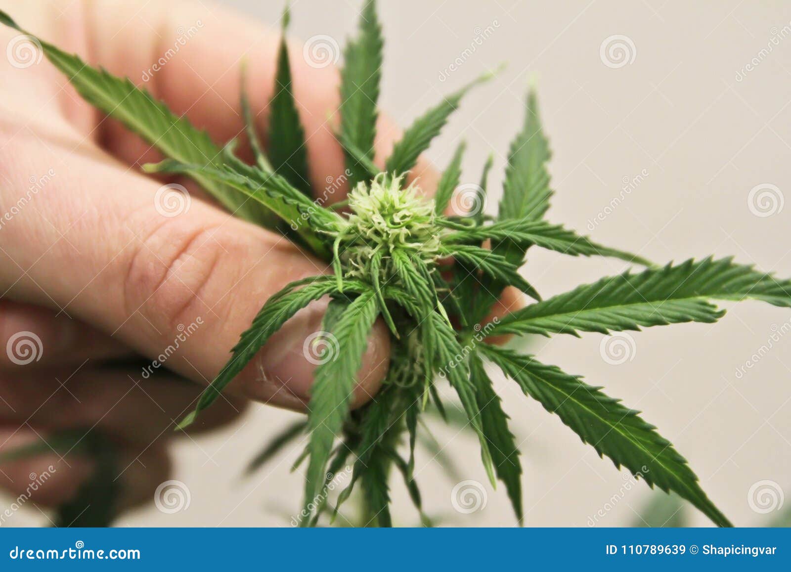 家种的大麻在花盆的大麻开花的大麻植物本质上库存图片 图片包括有