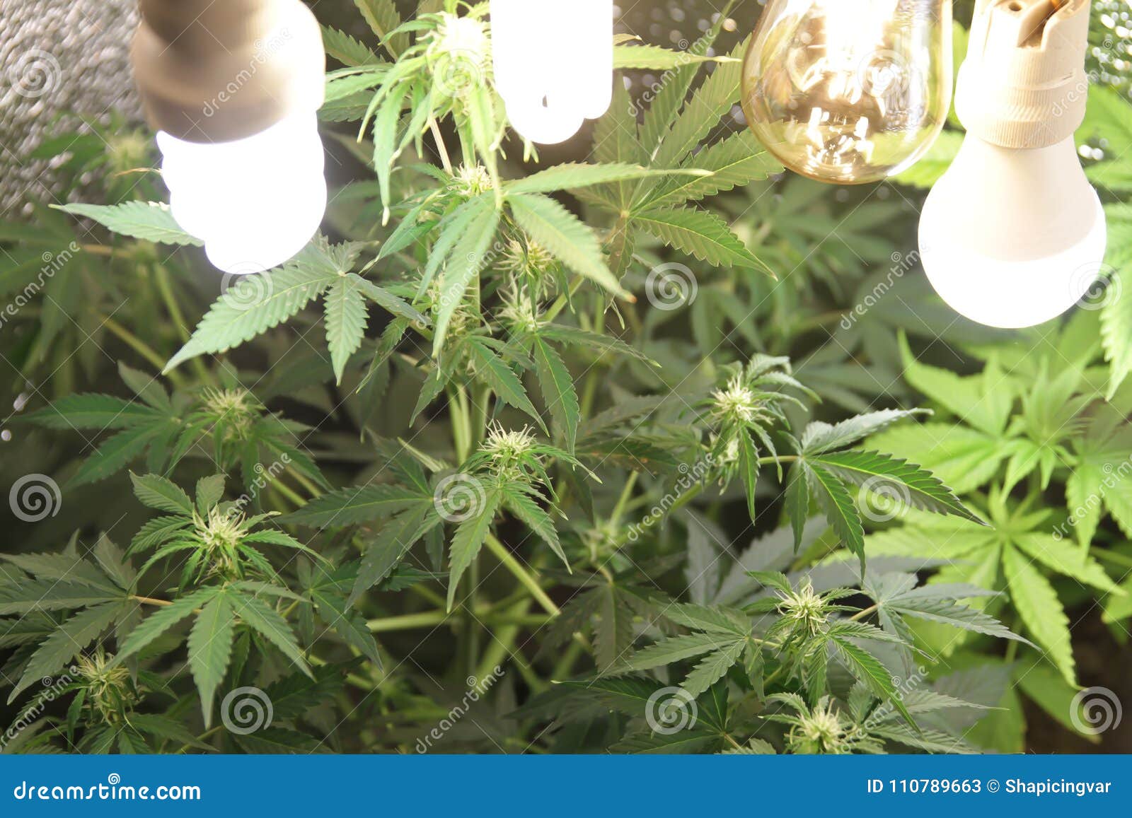 家种的大麻在花盆的大麻开花的大麻植物本质上库存图片 图片包括有