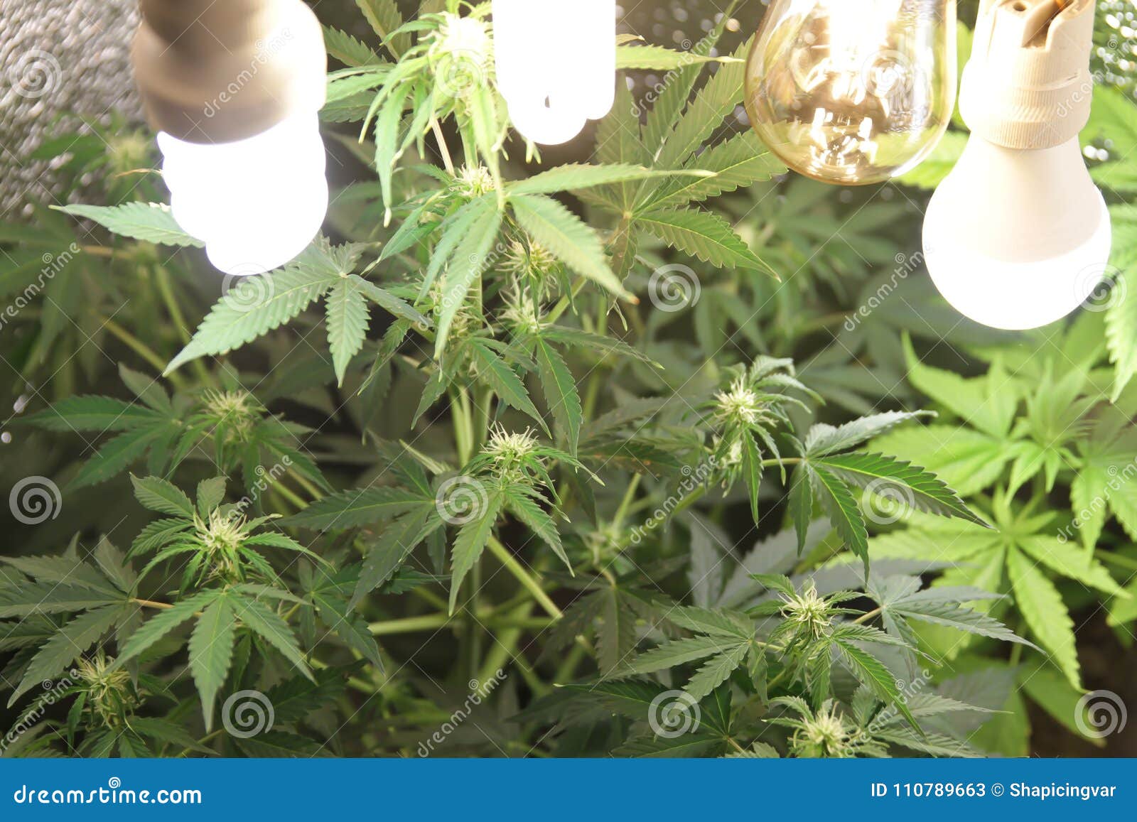 家种的大麻在花盆的大麻开花的大麻植物本质上库存图片 图片包括有 家种的大麻在花盆的大麻开花的大麻植物本质上库存图片 图片包括有