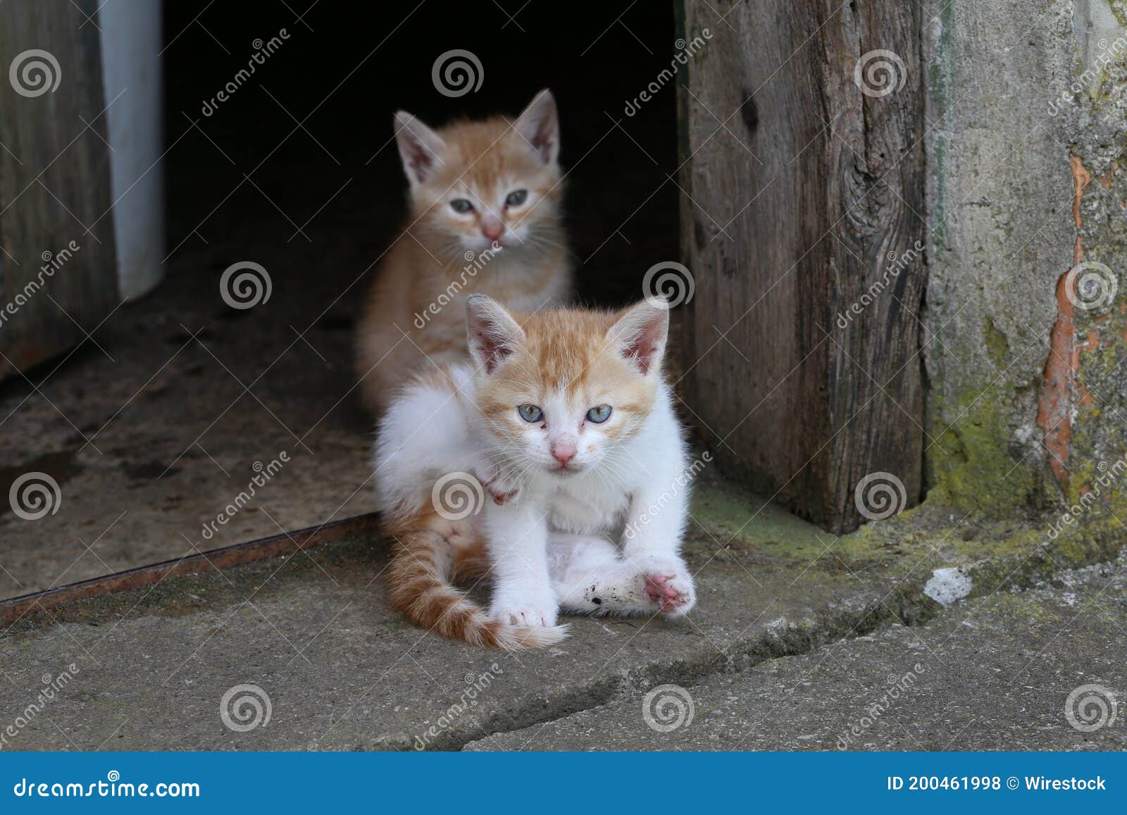 家门口两只生姜小猫库存照片 图片包括有婴孩 哺乳动物 蓬松 宠物 毛茸 似猫 门阶