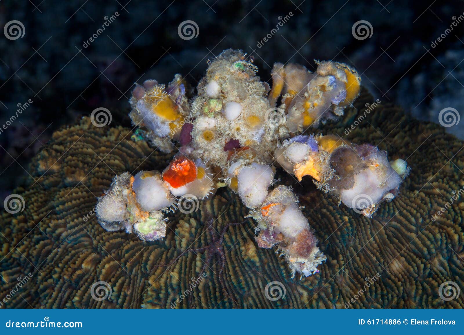 寄居蟹dardanus Calidus 与在它的壳的海葵 U 库存照片 图片包括有法国 伪装 寄居蟹dardanus Calidus 与在它的壳的海葵 U 库存照片 图片包括有法国 伪装