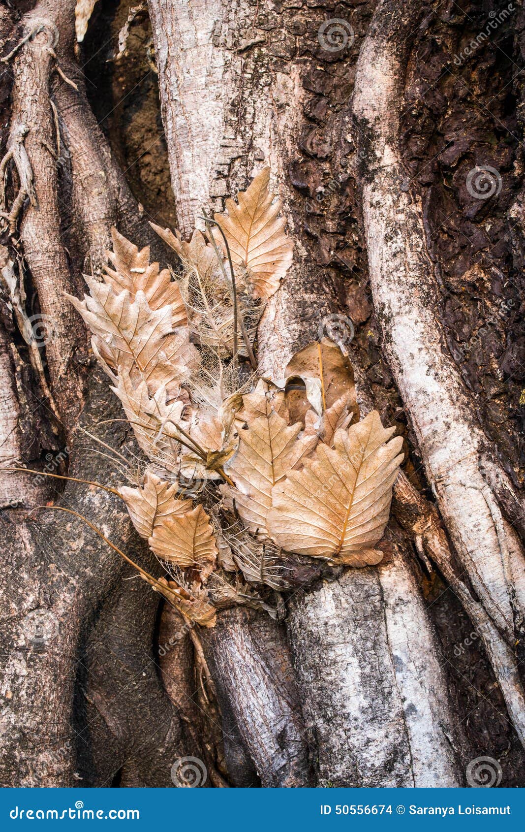 寄生植物库存照片 图片包括有