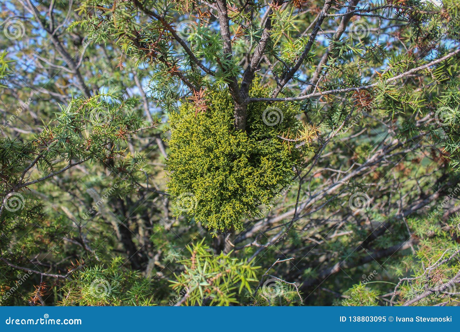 寄生植物arceuthobium Juniperine 矮小的槲寄生在桧属树库存图片 图片包括有