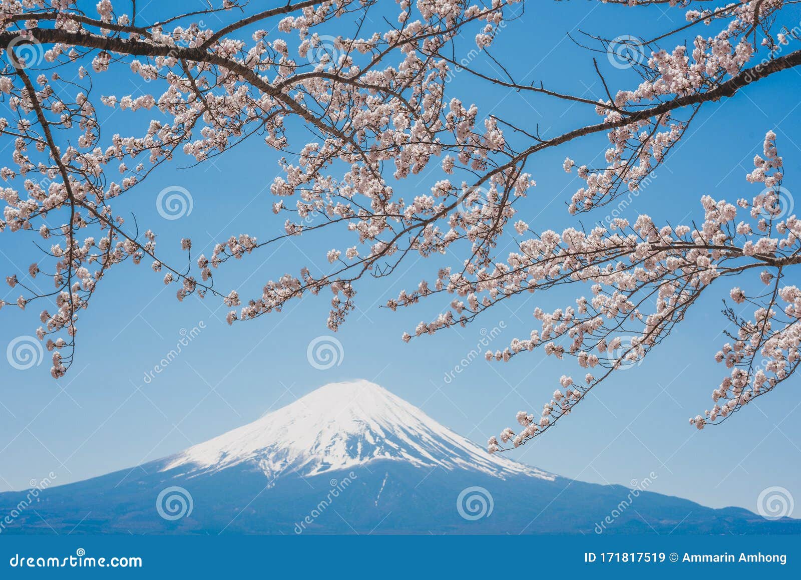 富士山川口湖 日本 春樱库存图片 图片包括有日语 风景 旅游业 春天 本质 地标 公园