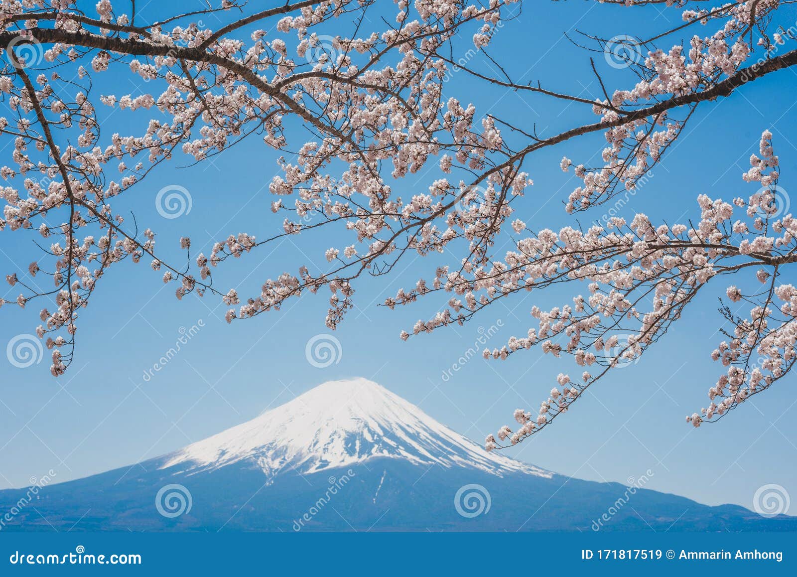 富士山川口湖 日本 春樱库存图片 图片包括有日语 风景 旅游业 春天 本质 地标 公园