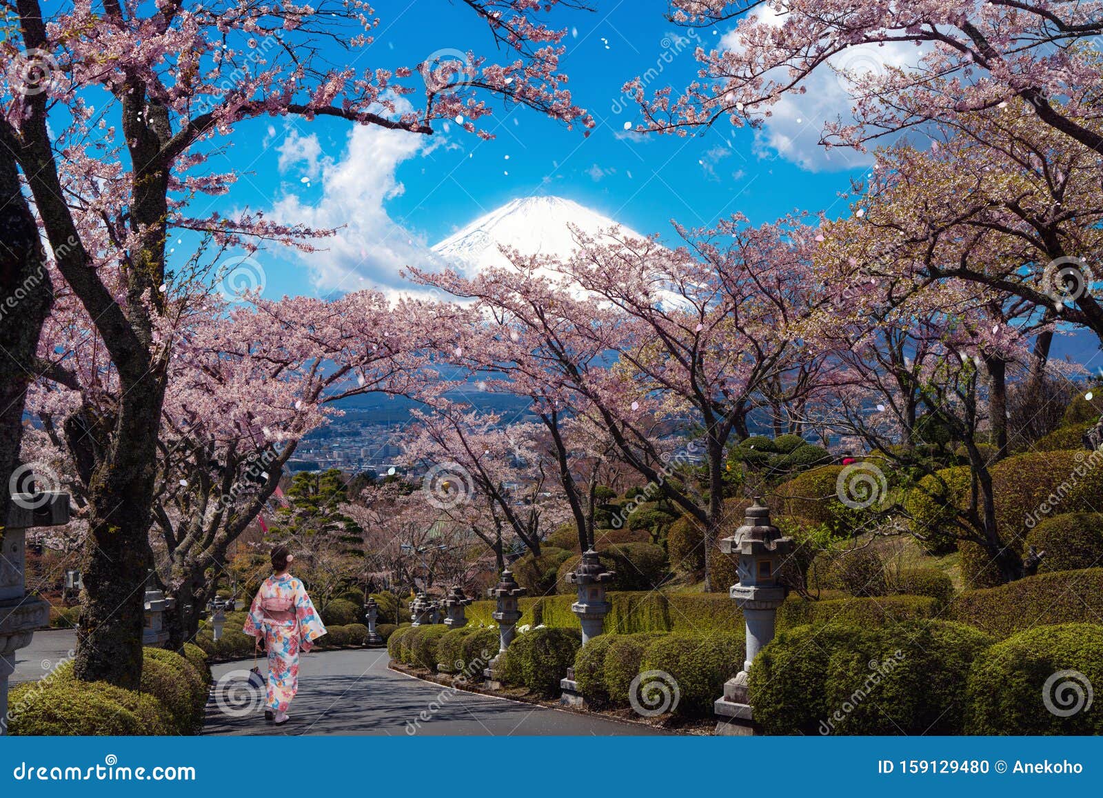 富士山背景樱花公园穿和服传统服饰的日本女孩库存照片 图片包括有 富士山背景樱花公园穿和服传统服饰的日本女孩库存照片 图片包括有