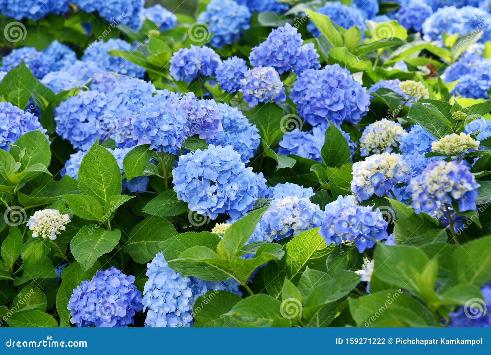 对青紫绣球花或蜂巢花美树丛的选择库存照片 图片包括有五颜六色 绿叶 玻色子 霍滕西亚 植物群
