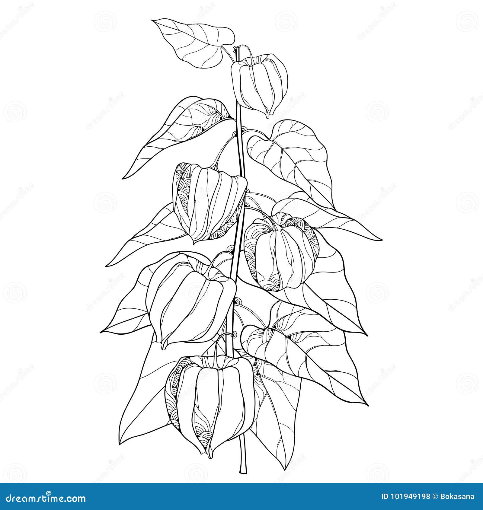 导航分支用概述空泡或灯笼果或刺儿李在白色背景和莓果隔绝的果子 叶子向量例证 插画包括有 导航分支用概述空泡或灯笼果或刺儿李在白色背景和莓果隔绝的果子 叶子向量例证 插画包括有