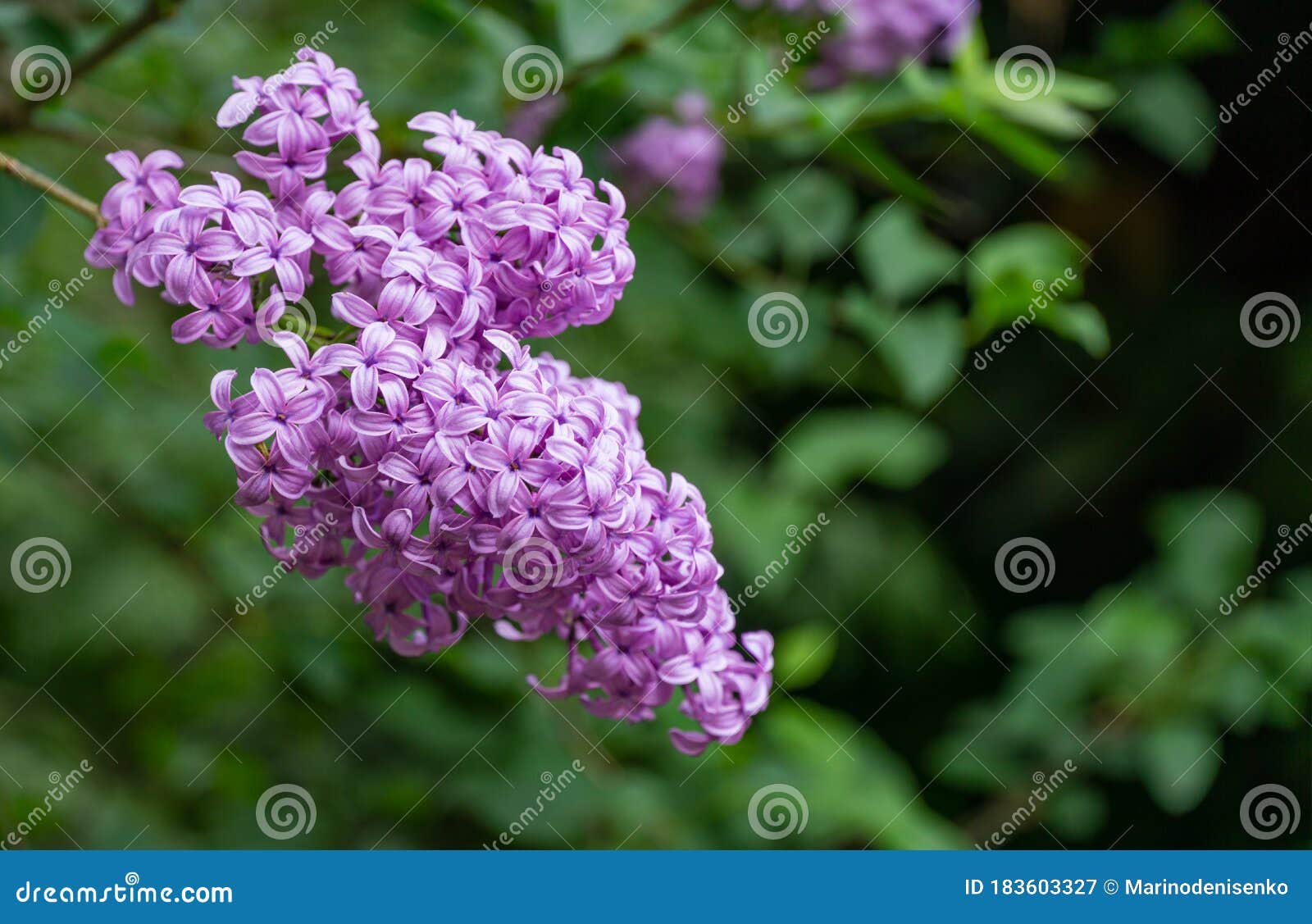 小叶丁香春园林粉紫丁香花的特写库存图片 图片包括有叶子 花束 设计 背包 丁香 自然 小叶丁香春园林粉紫丁香花的特写库存图片 图片包括有叶子 花束 设计 背包 丁香 自然
