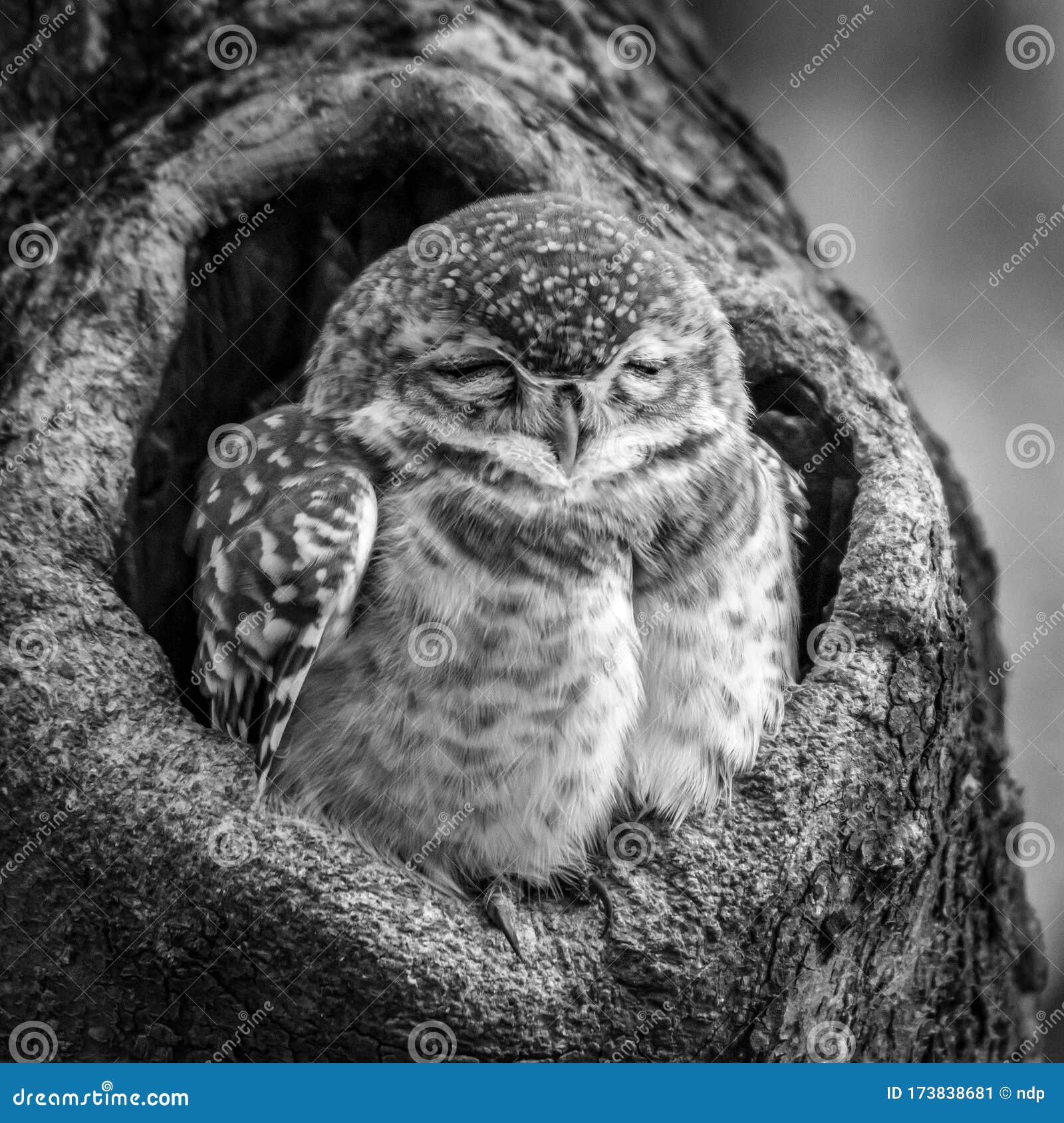 小斑小猫睡眠的单血管特写库存图片 图片包括有印度 婴孩 空白 敌意 茴香 单音 嵌套