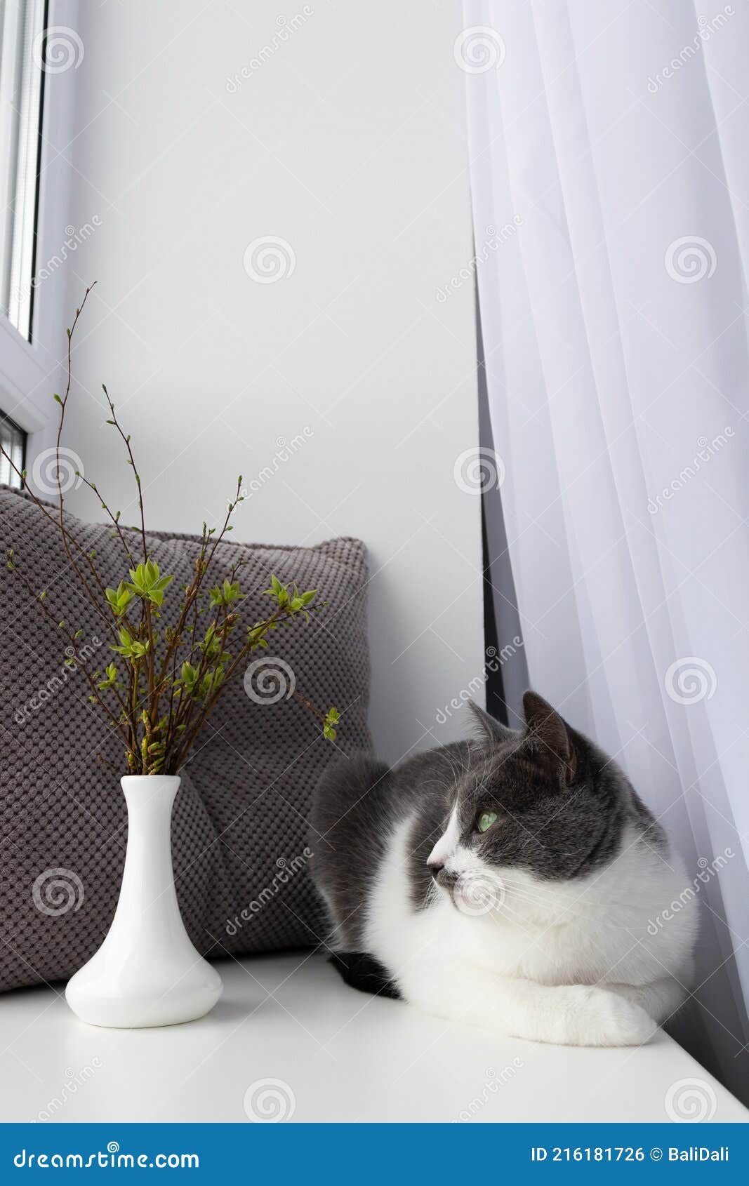 小春花冷猫花瓶 库存照片 图片包括有平静 窗帘 朋友 室内 查找 似猫 玻璃 本质