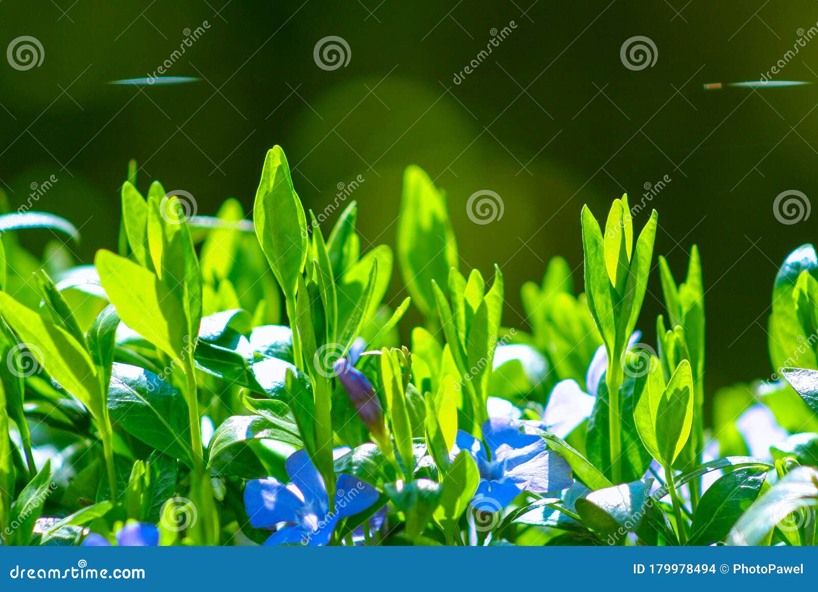 小春花坛春雀紫蓝花小文卡库存照片 图片包括有较少 玻色子 背包 开花 叶子 紫色 花卉 小春花坛春雀紫蓝花小文卡库存照片 图片包括有较少 玻色子 背包 开花 叶子 紫色 花卉