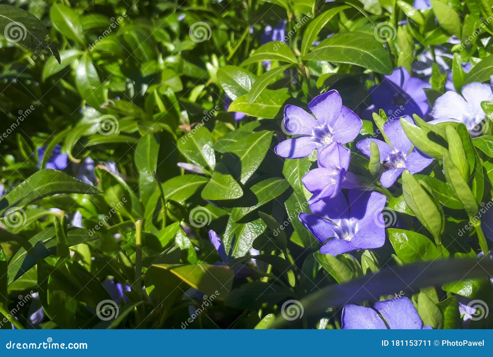 小春花坛春雀紫蓝花植物学室外背景库存图片 图片包括有紫色 紫罗兰色 春天 叶子 特写镜头