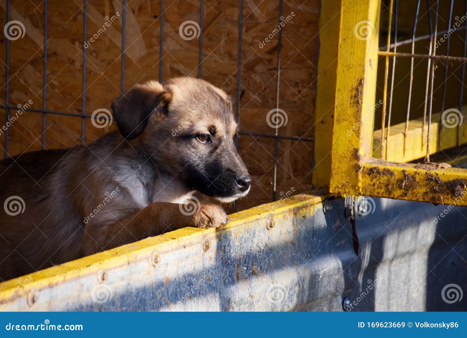 小狗先离开笼子 去收容无家可归的动物库存图片 图片包括有监护人 爱好健美者 笼子 战斗机